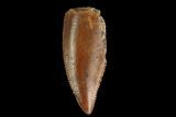 Serrated, Raptor Tooth - Real Dinosaur Tooth #130358-1